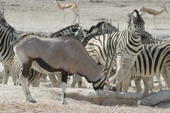 зебра oryx Стоковые Фото зебра oryx Стоковые Фото