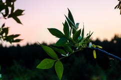 Зеленая ветвь на предпосылке неба захода солнца лета конец дня Немного минут перед темнотой стоковая фотография Зеленая ветвь на предпосылке неба захода солнца лета конец дня Немного минут перед темнотой стоковая фотография
