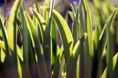 ??????? ????? groen gras royalty-vrije stock afbeelding ??????? ????? groen gras royalty-vrije stock afbeelding