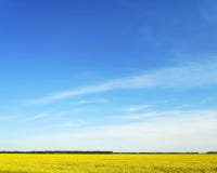 Зеленая трава поля против голубого неба и захода солнца стоковые изображения Зеленая трава поля против голубого неба и захода солнца стоковые изображения