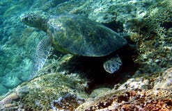 зеленая черепаха моря фото стоковые фотографии rf зеленая черепаха моря фото стоковые фотографии rf