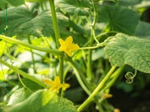 Зеленые листья огурца и kukes blossoming с желтыми цветками в саде, конец вверх по взгляду Огурец растя на Стоковые Изображения RF Зеленые листья огурца и kukes blossoming с желтыми цветками в саде, конец вверх по взгляду Огурец растя на Стоковые Изображения RF