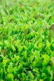 Зеленые листья салата Свежие, молодые и нежные листья салата растут в саде Твердый зеленый ковер Яркое ое-зелен стоковые изображения rf Зеленые листья салата Свежие, молодые и нежные листья салата растут в саде Твердый зеленый ковер Яркое ое-зелен стоковые изображения rf