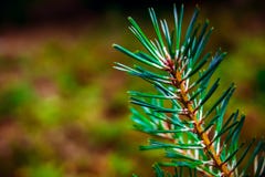 Зеленый sprig сосны стоковое изображение rf Зеленый sprig сосны стоковое изображение rf