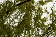 Зеленый конец детали вербы вверх стоковое изображение rf Зеленый конец детали вербы вверх стоковое изображение rf