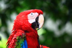 зеленый красный цвет macaw стоковое фото зеленый красный цвет macaw стоковое фото