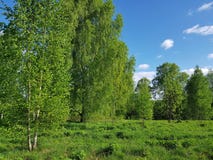 Зеленый пейзаж весны Деревья березы со свежей листвой листьев стоковые изображения rf Зеленый пейзаж весны Деревья березы со свежей листвой листьев стоковые изображения rf