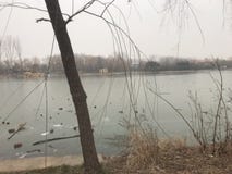 Зима была брошена много озеру отброса замороженному стоковое фото rf Зима была брошена много озеру отброса замороженному стоковое фото rf