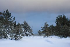 зима снежка парка холодного дня нидерландская стоковое фото зима снежка парка холодного дня нидерландская стоковое фото