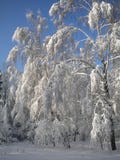 Зимний день, снежный лес, морозные картины на деревьях, голубом ясном небе, пушистом белом снеге, приходя рождестве, гнуть ветвей стоковые фотографии rf Зимний день, снежный лес, морозные картины на деревьях, голубом ясном небе, пушистом белом снеге, приходя рождестве, гнуть ветвей стоковые фотографии rf