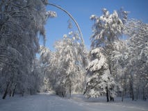 Зимний день, снежный лес, морозные картины на деревьях, голубом ясном небе, пушистом белом снеге, приходя рождестве, гнуть ветвей стоковая фотография rf Зимний день, снежный лес, морозные картины на деревьях, голубом ясном небе, пушистом белом снеге, приходя рождестве, гнуть ветвей стоковая фотография rf