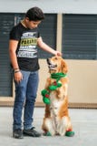 Золотой Retriever одетый в эльфе стоковое фото rf Золотой Retriever одетый в эльфе стоковое фото rf