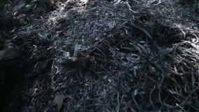 Зола травы и твердых частиц сток-видео Зола травы и твердых частиц сток-видео