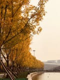 Золотая осень дерева в парке стоковая фотография rf Золотая осень дерева в парке стоковая фотография rf