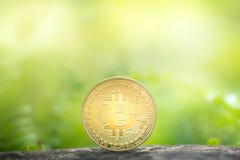 Золотое bitcoin на предпосылке растительности стоковые фото Золотое bitcoin на предпосылке растительности стоковые фото