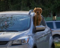 Золотой retriever смотря из автомобиля стоковые фотографии rf Золотой retriever смотря из автомобиля стоковые фотографии rf