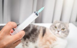 Зооветеринарная рука с фото шприца и кота близким поднимающим вверх стоковое фото rf Зооветеринарная рука с фото шприца и кота близким поднимающим вверх стоковое фото rf
