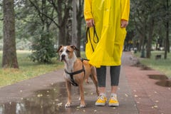 Идущ собака в плаще на дождливый день Женская персона и staf стоковая фотография rf Идущ собака в плаще на дождливый день Женская персона и staf стоковая фотография rf