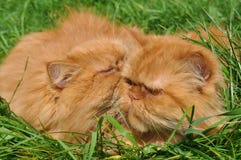 2 из такого же красного кота Стоковые Изображения RF