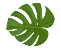 Изолированная предпосылка белизны завода Monstera лист Экзотическая тропическая пальма Стоковые Изображения RF Изолированная предпосылка белизны завода Monstera лист Экзотическая тропическая пальма Стоковые Изображения RF