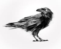 Изолированный покрашенный сидя ворон птицы иллюстрация вектора Изолированный покрашенный сидя ворон птицы иллюстрация вектора