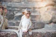 Изображение fascicularis macaca обезьяны младенца, Длинн-замкнутая макака, стоковое изображение Изображение fascicularis macaca обезьяны младенца, Длинн-замкнутая макака, стоковое изображение