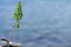 Изображение завода против моря стоковые изображения Изображение завода против моря стоковые изображения