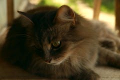Изображение коричневого кота который смотрит к стороне Концепция охраны животных стоковое фото rf Изображение коричневого кота который смотрит к стороне Концепция охраны животных стоковое фото rf