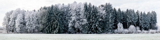 Изображение панорамы ландшафта зимы с фокусом на лесе стоковое изображение rf Изображение панорамы ландшафта зимы с фокусом на лесе стоковое изображение rf