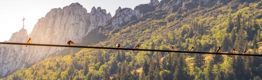 Изображение птиц сидя на линии электропередач с заходом солнца и mountainlandscape на заднем плане стоковое фото rf Изображение птиц сидя на линии электропередач с заходом солнца и mountainlandscape на заднем плане стоковое фото rf