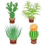 Изображение цвета Собрание комнатных растений в баках Crassula, алоэ vera, колючая груша, маммиллярия Прекрасное хобби для сборни иллюстрация штока Изображение цвета Собрание комнатных растений в баках Crassula, алоэ vera, колючая груша, маммиллярия Прекрасное хобби для сборни иллюстрация штока
