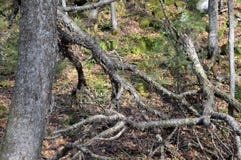 Изогнутое дерево в Mont Tremblant стоковая фотография rf Изогнутое дерево в Mont Tremblant стоковая фотография rf