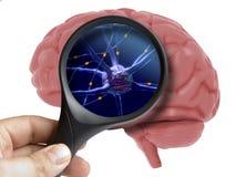 Изолированная лупа на человеческой деятельности при нейронов мозга 3d стоковые изображения rf Изолированная лупа на человеческой деятельности при нейронов мозга 3d стоковые изображения rf
