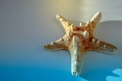 изолированная предпосылкой белизна starfish Закройте вверх по фото стоковое изображение rf изолированная предпосылкой белизна starfish Закройте вверх по фото стоковое изображение rf