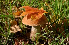 изолированная пущей белизна гриба capped mushroom лес богат в грибах Собрание грибов вызвано „тихим звероловством „ стоковые изображения изолированная пущей белизна гриба capped mushroom лес богат в грибах Собрание грибов вызвано „тихим звероловством „ стоковые изображения