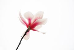 изолированный пинк magnolia стоковое фото изолированный пинк magnolia стоковое фото