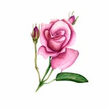 Изолированный цветок Wildflower розовый в стиле акварели Полное имя завода: подняло, hulthemia, rosa для предпосылки, текстуры, e иллюстрация вектора Изолированный цветок Wildflower розовый в стиле акварели Полное имя завода: подняло, hulthemia, rosa для предпосылки, текстуры, e иллюстрация вектора