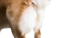 Изолят золотого Retriever на белой предпосылке, вид спереди, пути клиппирования стоковое изображение Изолят золотого Retriever на белой предпосылке, вид спереди, пути клиппирования стоковое изображение