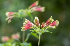 Изумительный тропический цветок viridiflora alstroemeria в цветени, красочном красивом цветя заводе Бразилии стоковая фотография Изумительный тропический цветок viridiflora alstroemeria в цветени, красочном красивом цветя заводе Бразилии стоковая фотография