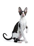Изумительный черный bicolor корнуольский кот Rex на белой предпосылке стоковые изображения Изумительный черный bicolor корнуольский кот Rex на белой предпосылке стоковые изображения