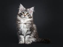 Изумляя милый котенок кота енота Мейна на черной предпосылке стоковое фото rf Изумляя милый котенок кота енота Мейна на черной предпосылке стоковое фото rf