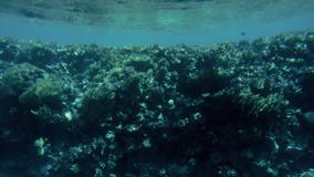Изумляя подводное видео 4k подводной жизни вокруг кораллового рифа Красивая природа Красного Моря сток-видео Изумляя подводное видео 4k подводной жизни вокруг кораллового рифа Красивая природа Красного Моря сток-видео