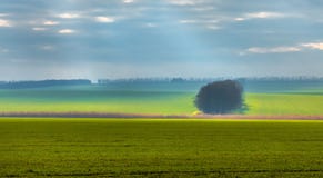 Изумрудные поля Туман весны Культура зимы стоковая фотография Изумрудные поля Туман весны Культура зимы стоковая фотография