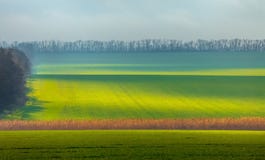 Изумрудные поля Туман весны Культура зимы стоковая фотография rf Изумрудные поля Туман весны Культура зимы стоковая фотография rf
