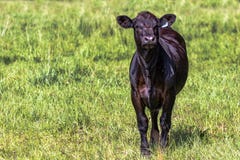 икра angus черная стоковые изображения икра angus черная стоковые изображения