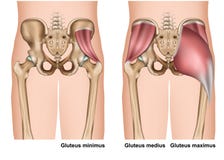 Иллюстрация анатомии 3d мышцы Gluteus медицинская на белой предпосылке иллюстрация штока Иллюстрация анатомии 3d мышцы Gluteus медицинская на белой предпосылке иллюстрация штока