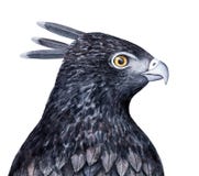 Иллюстрация черного crested орла ястреба схематичная иллюстрация штока Иллюстрация черного crested орла ястреба схематичная иллюстрация штока