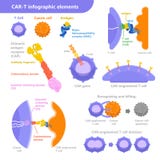 Имуннотерапия клетки ТЕЛЕЖКИ для лечения рака Vector infographic элементы с T-лимфоцитом, раковой клеткой, антигеном с иллюстрация вектора Имуннотерапия клетки ТЕЛЕЖКИ для лечения рака Vector infographic элементы с T-лимфоцитом, раковой клеткой, антигеном с иллюстрация вектора