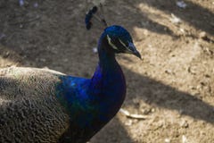 Индийский конец cristatus Pavo павлина вверх Индийский павлин или голубой стоковое фото rf Индийский конец cristatus Pavo павлина вверх Индийский павлин или голубой стоковое фото rf