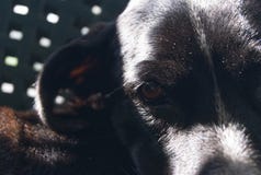 Интенсивный взгляд в близком фокусе черной собаки вызвал lupita стоковая фотография rf Интенсивный взгляд в близком фокусе черной собаки вызвал lupita стоковая фотография rf
